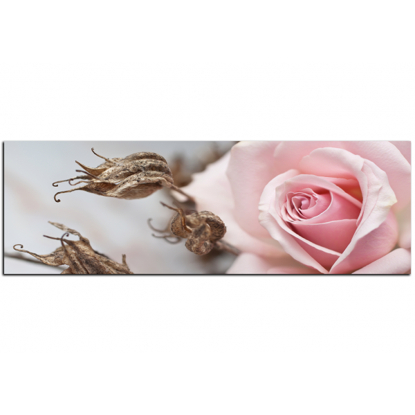 Obraz na plátně - Růže a uschlé rostliny - panoráma